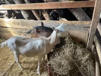 母山羊, Alpine goat — 照片 2