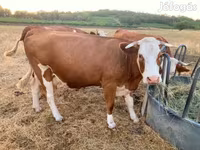 गाय, Simmental cattle — फ़ोटो 4