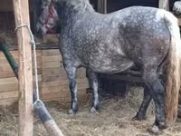 Stute, Hungarian horse breed — Foto 1