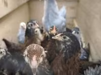 Chickens — الصورة 1