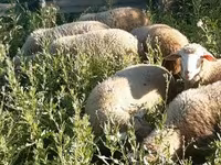 Kos, Merino sheep — 1. fotó