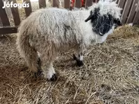 Kos, Wallis Country sheep — 2. fotó