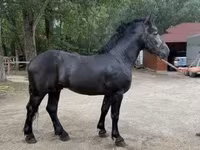 घोड़ा, Friesian — फ़ोटो 1
