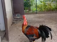 Chickens — الصورة 4