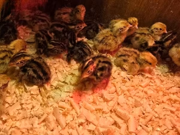 Quails — Hungría