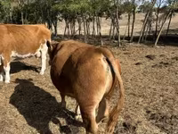 Bika, Limousin tehén — 5. fotó