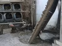 Turkeys — foto 1