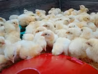 Chickens — zdjęcie 2