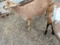 母羊, Cameroon sheep — 照片 4