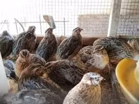 Quails — 照片 5