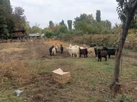 Koza, Alpine goat — foto 3