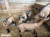 母山羊, Alpine goat — 照片 1