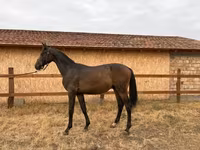Айғыр, Hungarian horse breed — 2-сурет