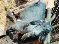 Cabra, Cabras — foto 1