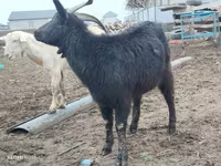 Goat, Saanen goat — photo 6