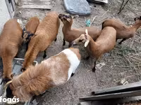 Kos, Cameroon sheep — 2. fotó