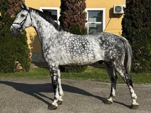 Hing, Lovak — Magyarország