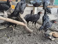 Chickens — 2. fotó
