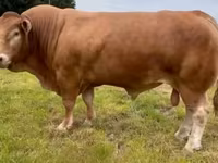 Bull, Limousin cow — photo 6