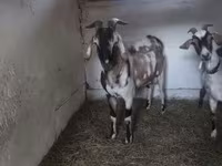 Bak, Nubian Goat — 1. fotó