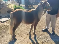 Hing, Shetland Pony — 2. fotó