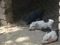Schweine (Partie, Geschlecht nicht angegeben), Вьетнамская вислобрюхая — Foto 2
