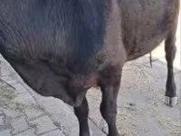 Vaca, Ganado vacuno — foto 1