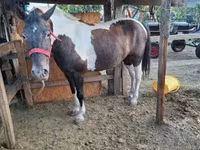Égua, Cavalos — foto 5