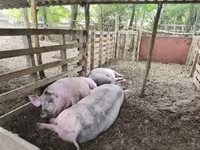 Cerdos (lote, sexo no especificado), Cerdos — foto 2