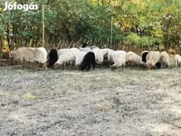 Juh, Racka sheep — 1. fotó