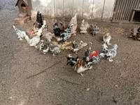 Bantam japonesa — foto 5