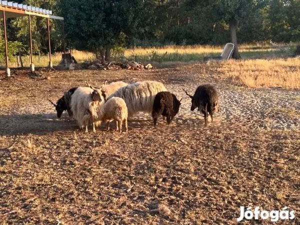 Kos, Racka sheep — Magyarország
