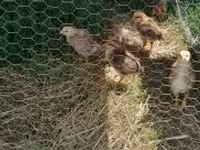 Chickens — foto 1