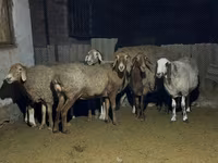 Ovelha, Arashan sheep — foto 6