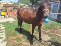 Yegua, Caballos — foto 5