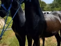 Айғыр, Friesian — 5-сурет