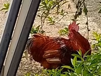 Chickens — photo 1
