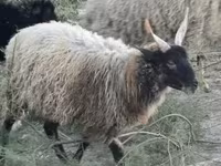 公羊, Racka sheep — 照片 1