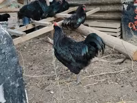 Chickens — foto 3