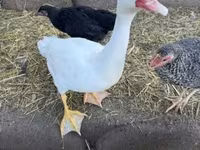 Ducks — photo 2