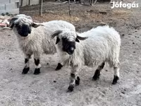 Juh, Valais Blacknose sheep — 2. fotó