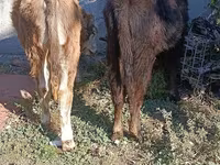 Býk, Simmental cattle — foto 8