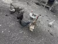 Ducks — photo 4