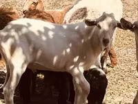 Ziegenbock, Alpine goat — Foto 5