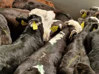 Bydło (partia, płeć nieokreślona), Simmental cattle — zdjęcie 5