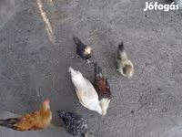 ياباني بانتام — الصورة 3