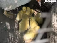 Ducks — foto 3
