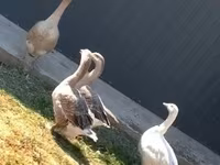 Geese — photo 1