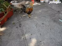 Japanisches Bantam — Foto 3