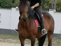 母马, Hungarian horse breed — 照片 1